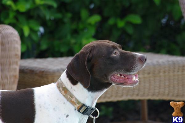 Stud Dogs - German Shorthaired Pointer